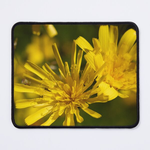 Item preview, Day's yellow spots. Hawkweed designed and sold by Jouko Lehto Photography.