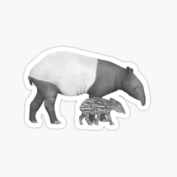 Vista previa del artículo con la obra «Ilustración de vida silvestre del tapir malayo», diseñado y vendido por Lauren Fitton Illustration.