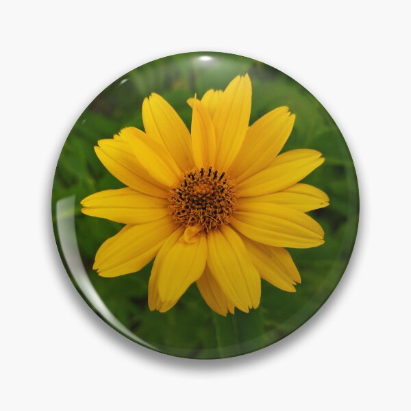 Item preview, Beautiful Yellow Flower - False Sunflower Photo designed and sold by Sky-99.