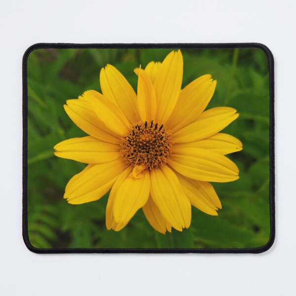 Item preview, Beautiful Yellow Flower - False Sunflower Photo designed and sold by Sky-99.