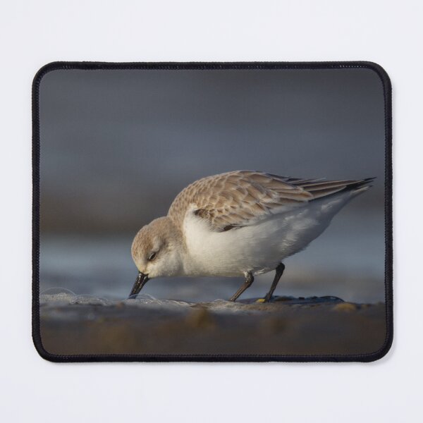 Item preview, Sanderling on a beach designed and sold by Angus1029.