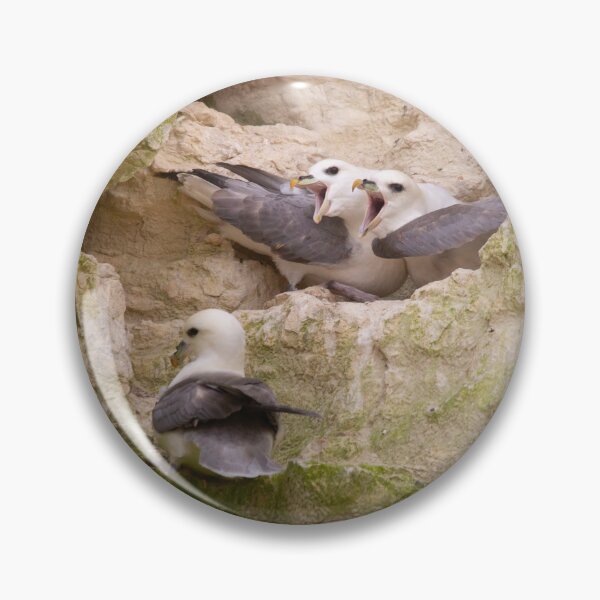 Item preview, Three nesting fulmars fighting on the rocks designed and sold by Angus1029.