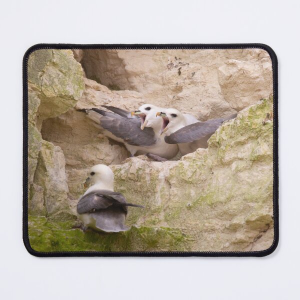 Item preview, Three nesting fulmars fighting on the rocks designed and sold by Angus1029.