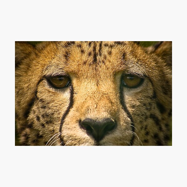 Item preview, "EYE CONTACT" designed and sold by jdmphotography.