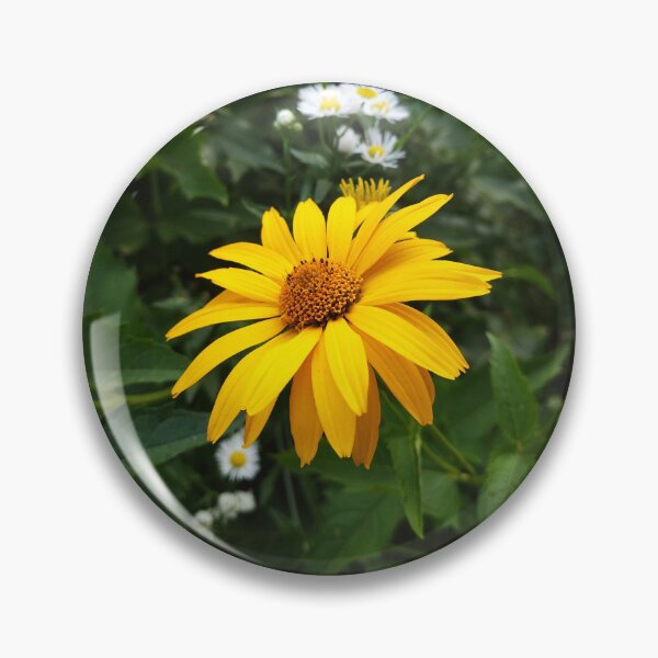 Item preview, Beautiful Flower - Ox-Eye Sunflower Photo designed and sold by Sky-99.