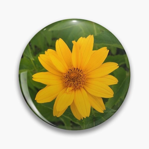 Item preview, False Sunflowers Photo designed and sold by Sky-99.