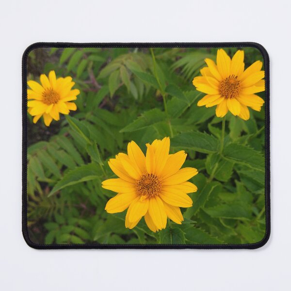 Item preview, False Sunflowers Photo designed and sold by Sky-99.
