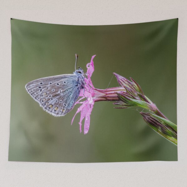 Item preview, Common Blue Butterfly  designed and sold by Alec Stewart.