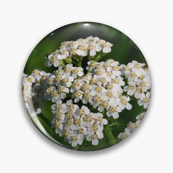 Item preview, Remember Achilleus. Yarrow designed and sold by Jouko Lehto Photography.