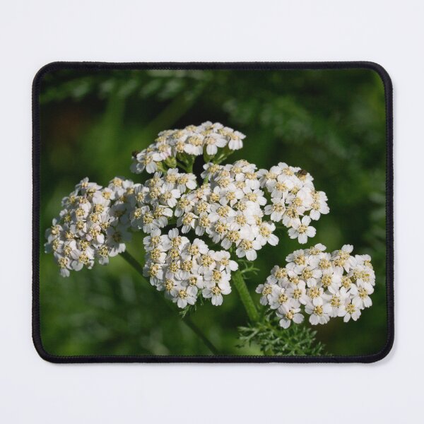 Item preview, Remember Achilleus. Yarrow designed and sold by Jouko Lehto Photography.