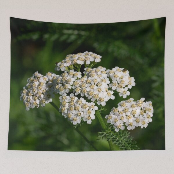 Item preview, Remember Achilleus. Yarrow designed and sold by Jouko Lehto Photography.