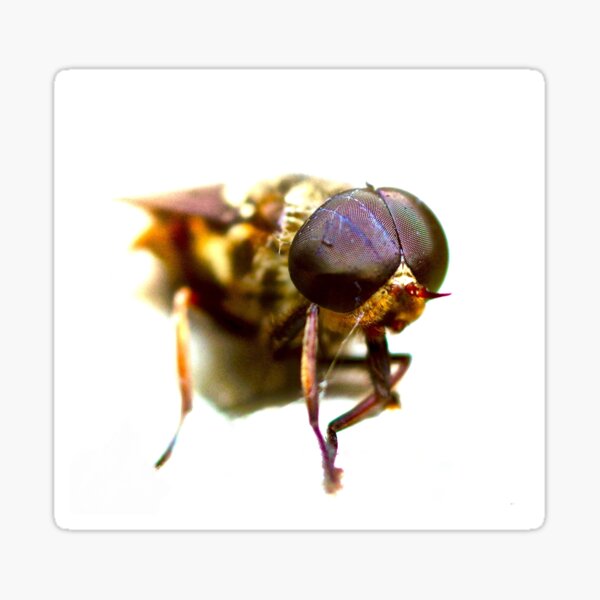RISE OF THE FLIES Sticker