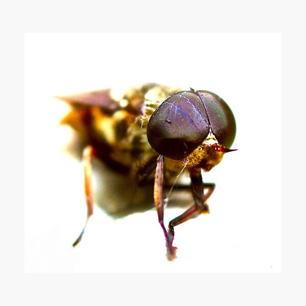RISE OF THE FLIES Photographic Print