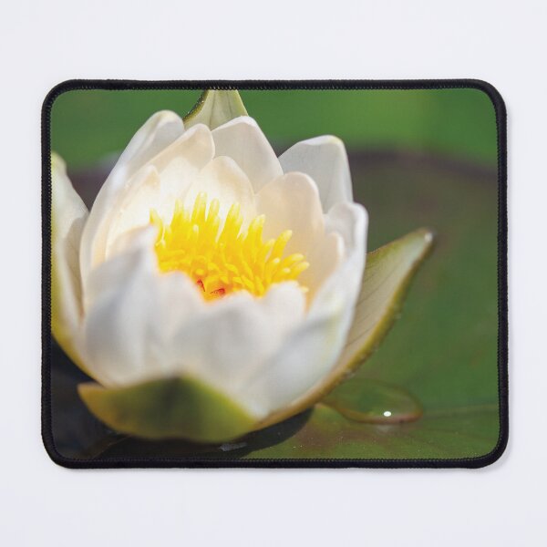 Item preview, Macro Photography of Dew on Waterlily Flower designed and sold by 3 Hours of Silence.