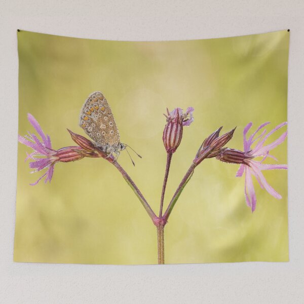 Item preview, Common Blue Butterfly On Ragged Robin designed and sold by Alec Stewart.