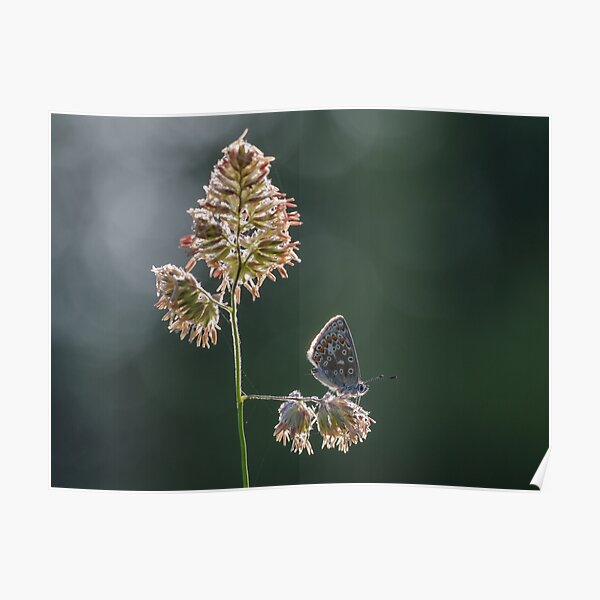 Common Blue Butterfly On Grass Poster