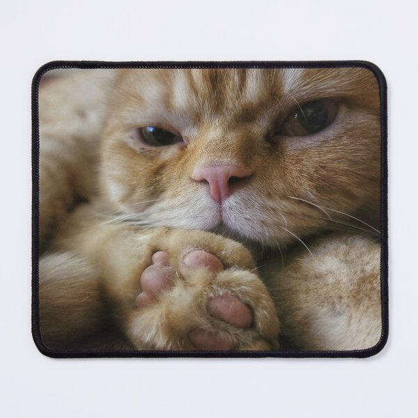 Item preview, Chino the cat designed and sold by Nina’s Clicks.