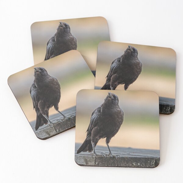 Item preview, American Crow gazing up at the sky designed and sold by lisavonbiela.