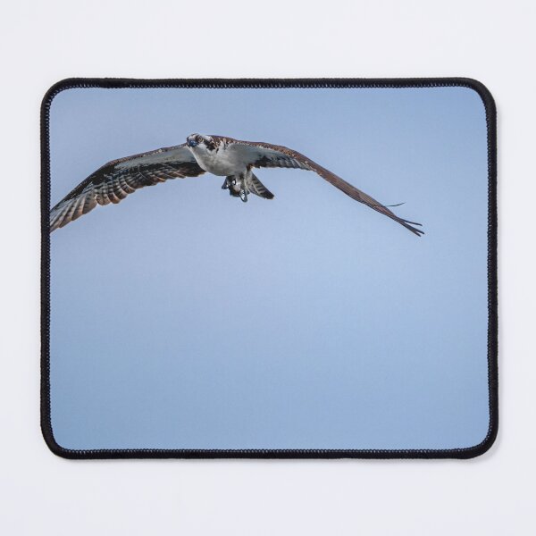 Item preview, Osprey with fish against clear blue sky designed and sold by lisavonbiela.