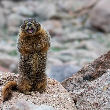 Artwork thumbnail, Get Off My Rocks! by Greg Birkett