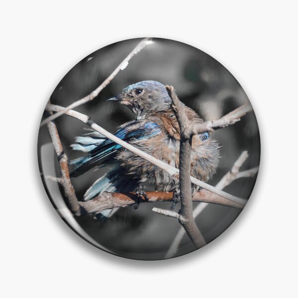Item preview, Wet Bluebird Drying Off designed and sold by CarolM.
