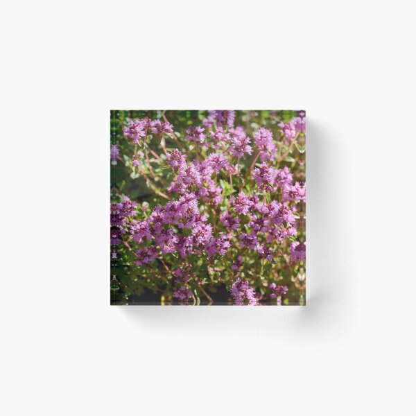 Item preview, Pinks. Thyme designed and sold by Jouko Lehto Photography.