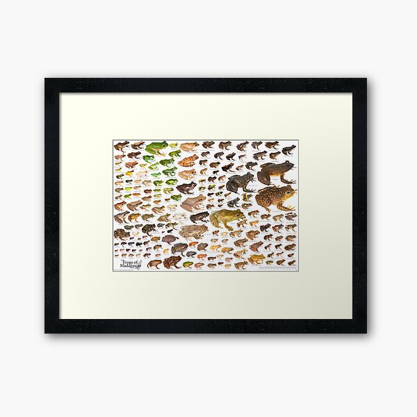 Item preview, Some Frogs of Madagascar to Scale, Version 2.0 designed and sold by Mark D. Scherz.