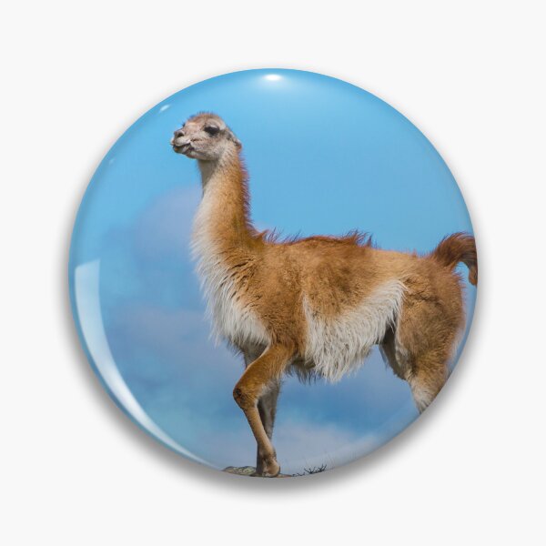 Item preview, Guanaco designed and sold by Dave Hare Photography.
