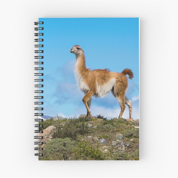 Item preview, Guanaco designed and sold by Dave Hare Photography.