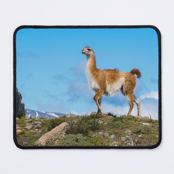 Item preview, Guanaco designed and sold by Dave Hare Photography.