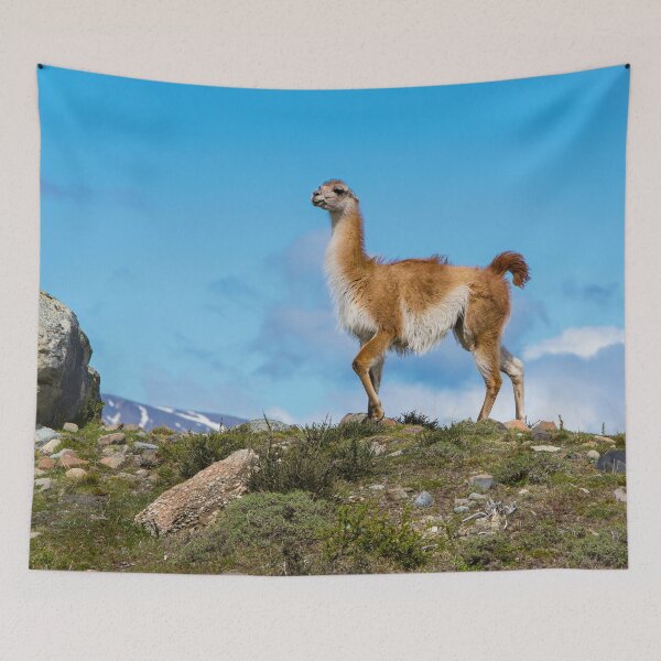 Item preview, Guanaco designed and sold by Dave Hare Photography.
