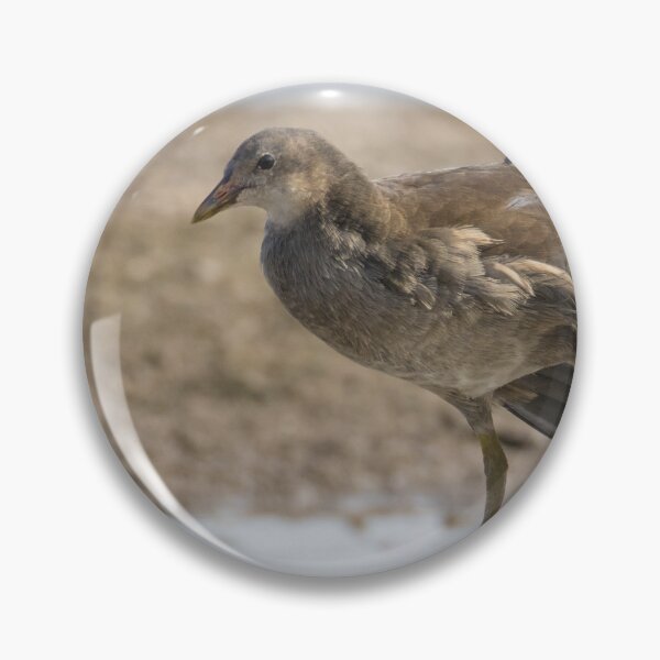 Item preview, Common Moorhen designed and sold by LaurenTucker.