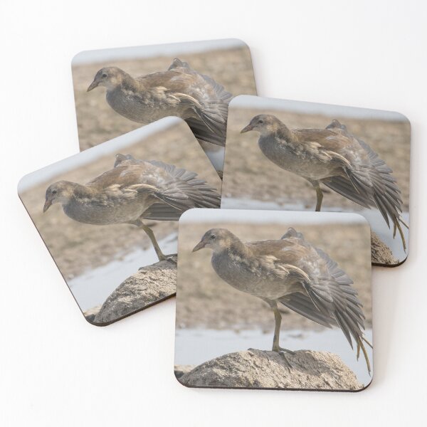Item preview, Common Moorhen designed and sold by LaurenTucker.