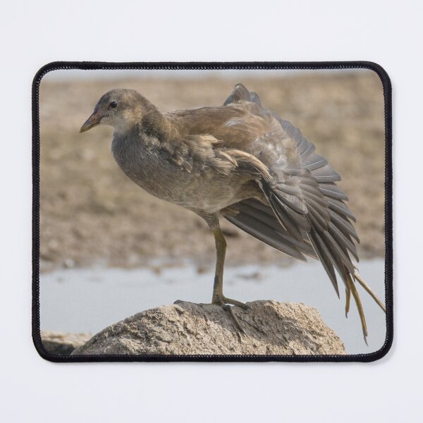Item preview, Common Moorhen designed and sold by LaurenTucker.