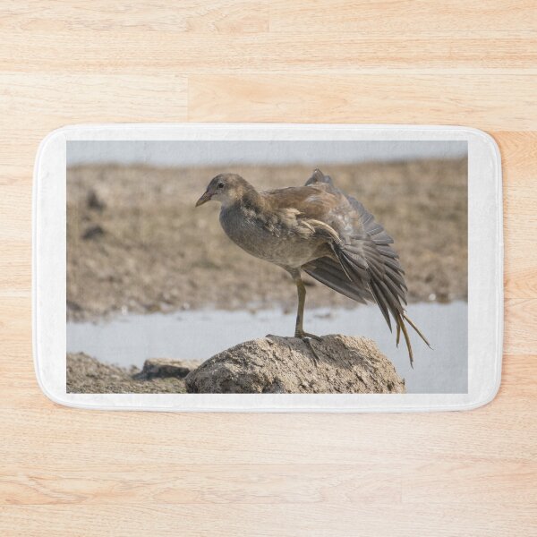Item preview, Common Moorhen designed and sold by LaurenTucker.