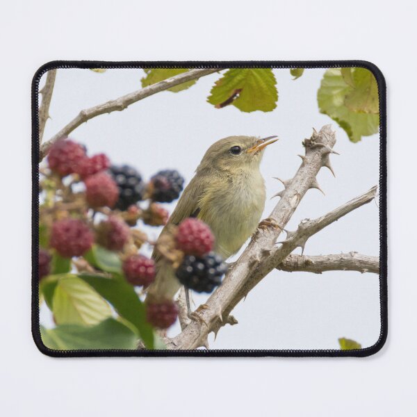 Item preview, Common Chiffchaff designed and sold by LaurenTucker.