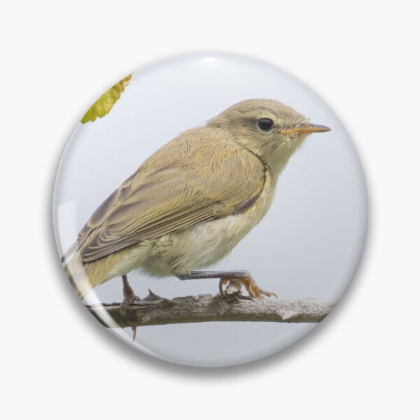 Item preview, Common Chiffchaff designed and sold by LaurenTucker.