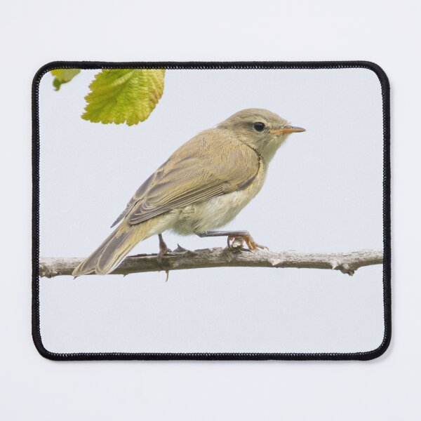 Item preview, Common Chiffchaff designed and sold by LaurenTucker.