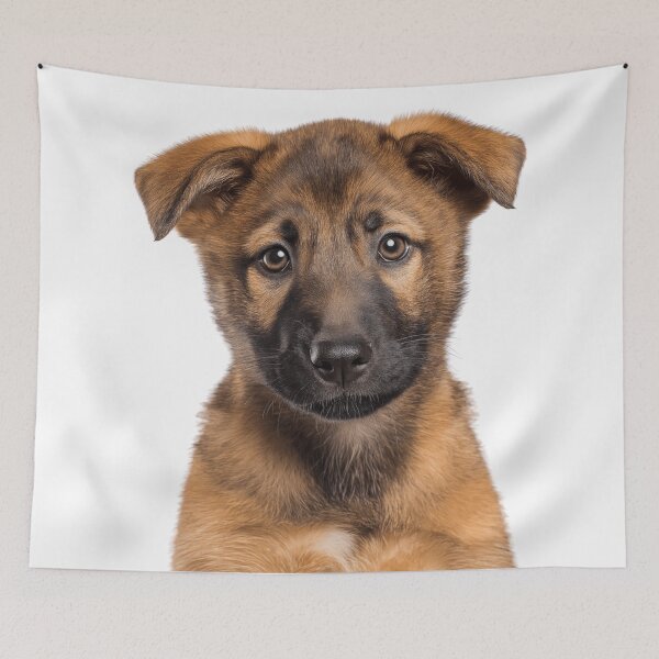 Item preview, Adorable Baby Chinook for Cute Chinook puppy lovers designed and sold by LazyOwlStore.