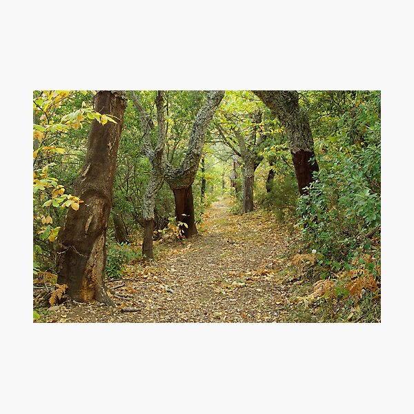 Item preview, Autumn forest in Provence designed and sold by Patrick Morand.