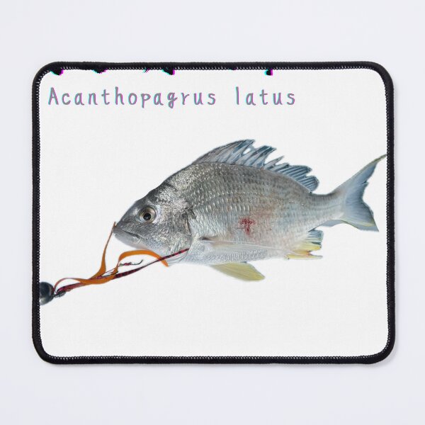 Item preview, No.027 - Yellowfin Bream (Kichinu, Caught in Qatar) | 100 Fish Art Series designed and sold by taichi69nz.