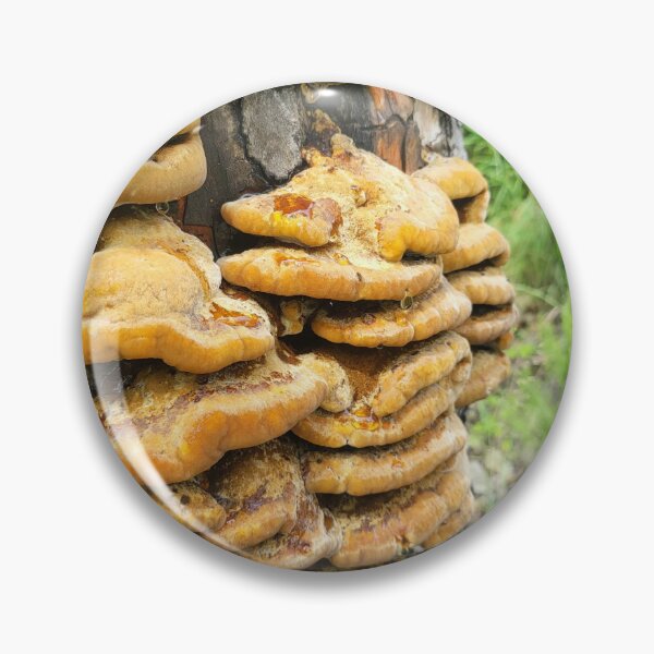 Item preview, Madera canyon mushrooms designed and sold by Fatboy0699.