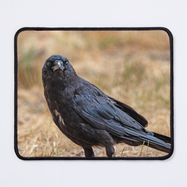 Item preview, American Crow with an intense gaze designed and sold by lisavonbiela.