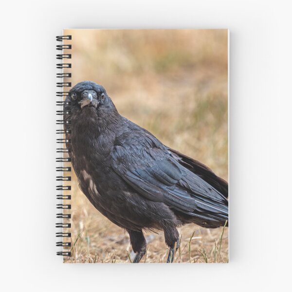 Item preview, American Crow with an intense gaze designed and sold by lisavonbiela.