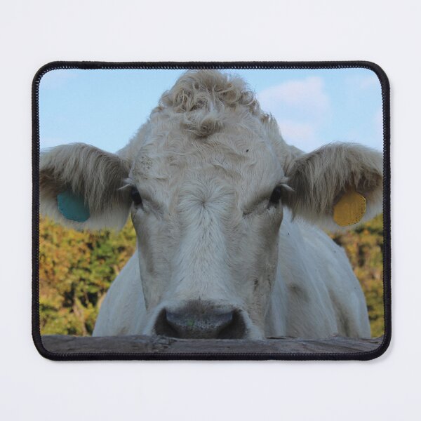 Item preview, Cow photo designed and sold by Anna Ryburn.