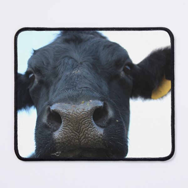 Item preview, Cow photo designed and sold by Anna Ryburn.