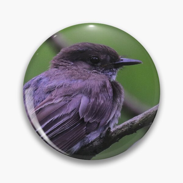 Item preview, Eastern phoebe  designed and sold by Parks and X.