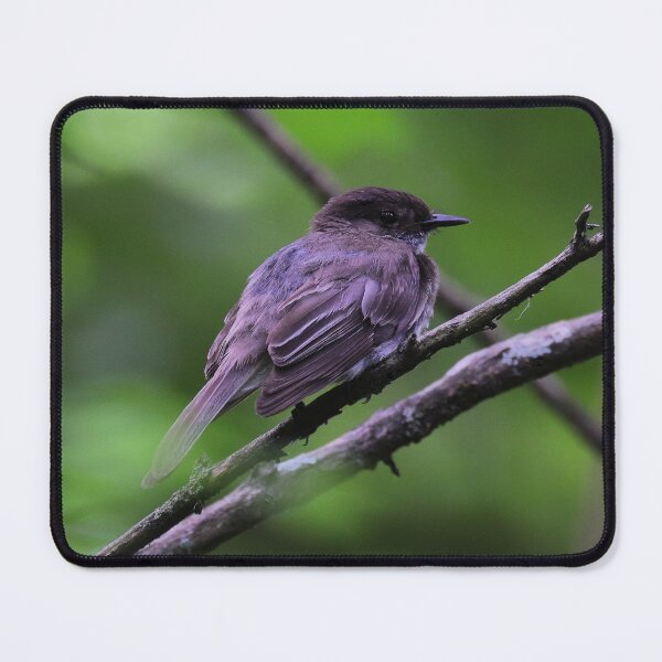 Item preview, Eastern phoebe designed and sold by Parks and X.
