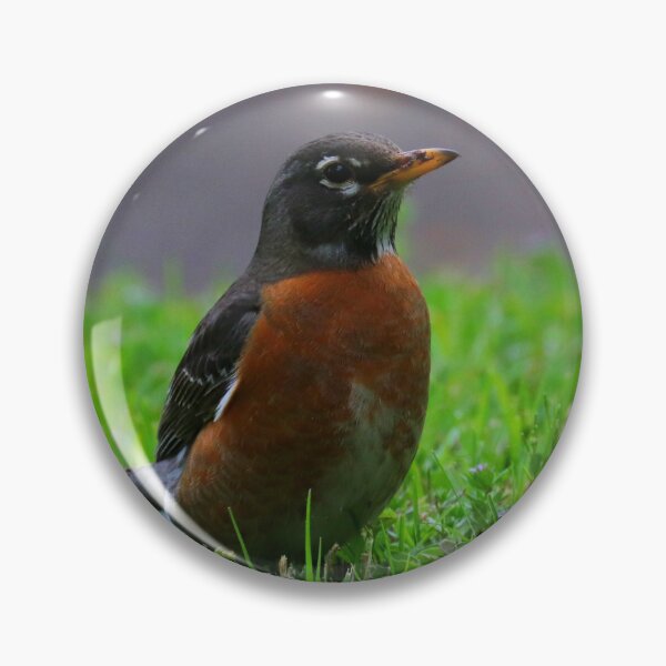 Item preview, Robin designed and sold by Parks and X.