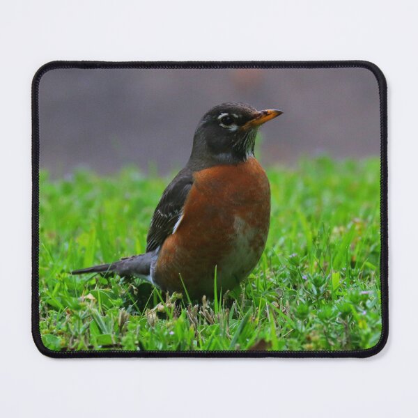 Item preview, Robin designed and sold by Parks and X.